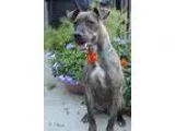 Adopt Cinnamon Roll a Brindle Boston Terrier  Mixed dog in Yukon
