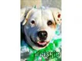 Adopt Jimmie- NASCAR litter- 350 a Black Mouth Cur  Mixed dog in