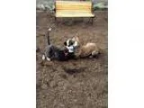 Adopt Simon a Bull Terrier