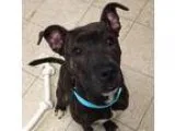 Adopt Nevada-Puppy a BrownChocolate - with White Terrier (Unknow