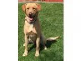 Adopt Banjo a TanYellowFawn Labrador Retriever  Mixed dog in San