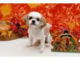 Adopt East Ranger Turner Turner a Shih Tzu