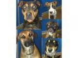 Adopt Pets of the week 42116 a Rottweiler
