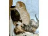 Adopt Kittens Coming Soon a Tortoiseshell Domestic Shorthair (sh