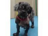 Adopt Cita Ranger a Shih Tzu
