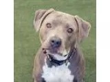 Adopt Pearl a American Staffordshire Terrier  Boxer  Mixed dog i
