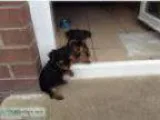 male teacup yorkshire terriers
