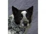 Adopt Walker a Australian Cattle Dog (Blue Heeler)