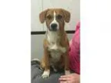 Adopt Roscoe--I m a Kid Friendly Adoption Center Dog a Beagle