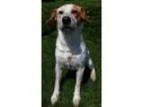 Adopt Dexter a Australian Cattle Dog (Blue Heeler)