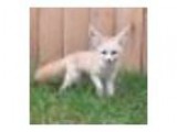 Foxy Cinco de Mayo at Endangered Wolf Center