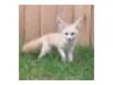Foxy Cinco de Mayo at Endangered Wolf Center
