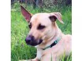 Adopt Bailey a TanYellowFawn - with Black German Shepherd Dog  L