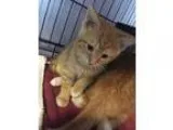 Adopt Dyson a Domestic Shorthair cat in Wilmington NC (15346906)