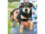 Adopt Quincy a Black - with Tan Yellow or Fawn Miniature Pinsche
