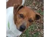 Adopt Handsome a RedGoldenOrangeCh estnut Jack Russell Terrier  