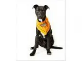 Adopt Alphie a Labrador Retriever  Mixed dog in Troy VA (1509004