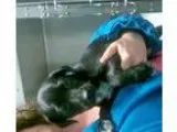 putty trained shih tzu puppies for rehoming