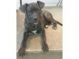 Adopt Stacks a Brindle - with White Pit Bull Terrier  Boxer  Mix