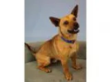 Adopt Stevie a Australian Cattle Dog (Blue Heeler)