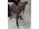 Adopt Packer a BrownChocolate Pit Bull Terrier  Mixed dog in Row
