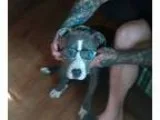 Adopt Skye a American Staffordshire Terrier  Mixed dog in Whites