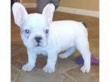 AKC English Bulldog puppies Amazing Quality and structure