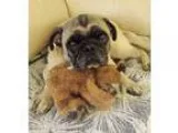Adopt Moye a Pug