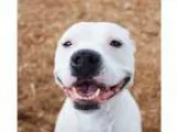 Gorgeous French Bulldogs For Adoption