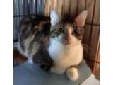Adopt Midori a Tan or Fawn Tabby Domestic Shorthair (short coat)