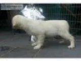 Golden retriever for good homes