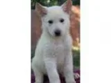 Adopt Butterfly a White German Shepherd Dog  Mixed dog in Yuba C