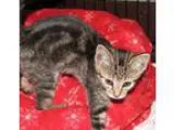 Adopt Waverly (baby boy) a Domestic Short Hair