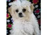 Adopt Ellie a TanYellowFawn Poodle (Miniature)  Japanese Chin  M