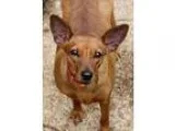 Adopt Roxy 2 a TanYellowFawn Boxer  Mixed dog in Woodinville WA 