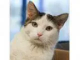 Adopt Baby Kit a Domestic Short Hair