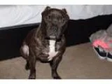 Adopt Debo a Pit Bull Terrier Staffordshire Bull Terrier