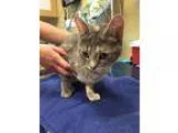 Adopt Chanel a Domestic Short Hair