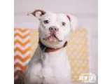 Adopt Lilly a White Pit Bull Terrier  Staffordshire Bull Terrier