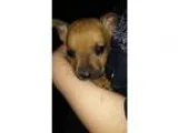 Adopt Puppy 8 (Smyrna NY) a German Shepherd Dog