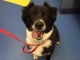 Adopt MUNGO a Australian Shepherd  Border Collie  Mixed dog in P