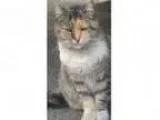 Adopt Lily - Yorba Linda PetSmart a Calico