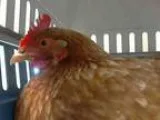 Adopt PENNY a Chicken bird in Tacoma WA (15326115)