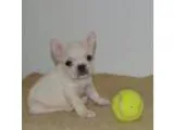 French Bulldogs Puppies MF Available socialized 