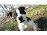 Adopt Duke a Pit Bull Terrier