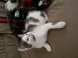 Adopt Purr-fect Mother s Day Kittens a Domestic Short Hair - gra