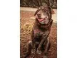 Adopt Wilson a Labrador Retriever
