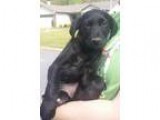 PIT BULL UKC PURPLE RIBBON REGISTERED AMER. PIT BULL TERRIER PUP