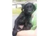 PIT BULL UKC PURPLE RIBBON REGISTERED AMER. PIT BULL TERRIER PUP