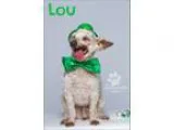 Adopt Lou a White Poodle (Toy or Tea Cup)  Mixed dog in Baton Ro